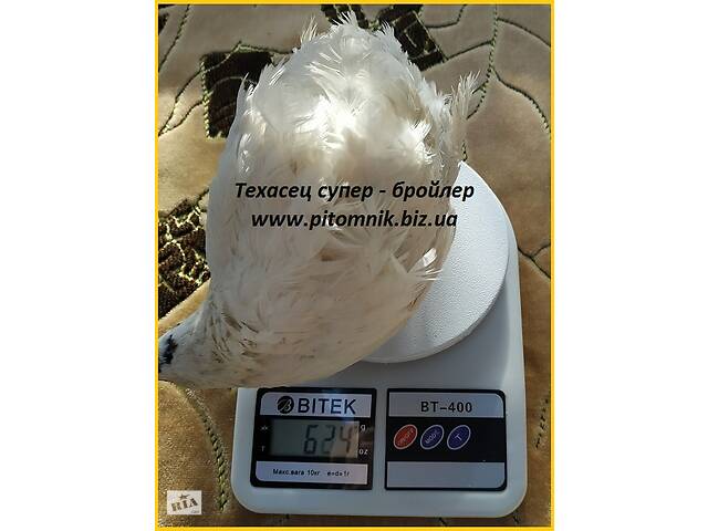 Яйца инкубационные 'Техасец белый' - супер бройлер.