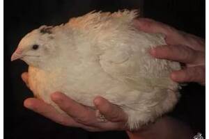 Инкубационные яйца перепелов Феникс Золотистый, Техасский Альбинос