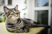 Фото Бразильская короткошёрстная