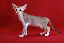 Фото Сейшельская