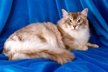 Фото Тиффани