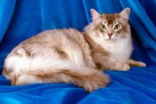 Фото Шантильи Тиффани