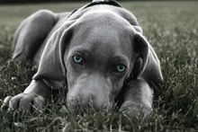 Фото Веймаранер