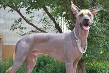 Фото Мексиканська гола собака (Ксолоцкуінтлі)