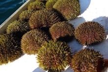 Фото Морепродукти (Загальне)