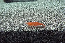 Фото Грунт для аквариума