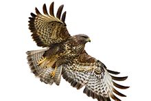 Фото Ястребы