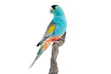 Фото Певчий попугай