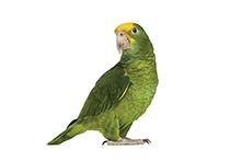 Фото Попугай Амазон