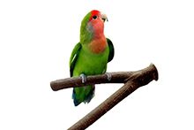 Фото Еклектус - Шляхетний зелено-червоний папуга