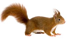 Фото Домашні білки