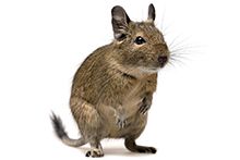 Фото Білки Дегу