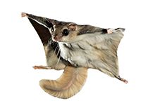 Фото Білки-летяги