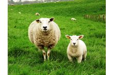Фото Барани, вівці, ягнята