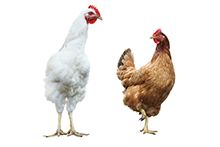 Фото Курицы, Петухи