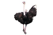 Фото Страусы