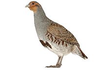 Фото Куріпки