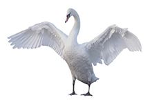 Фото Лебеди