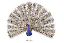 Фото Павлины