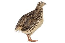 Фото Перепілка