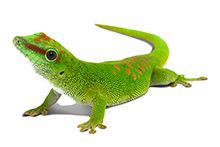 Фото Ящірки