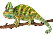 Фото Хамелеони