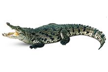 Фото Крокодили