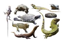 Экзотические животные и рептилии (Общее)