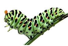 Фото Гусеницы