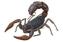 Фото Скорпионы