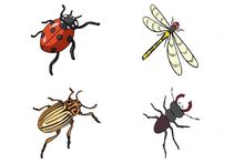 Фото Насекомые (Общее)