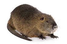 Фото Нутрії