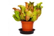 Фото Комахоїдні рослини