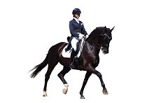 Фото Товари для верхової їзди
