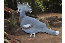 Фото Декоративные голуби