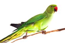 Фото Папуга Крамера - ожереловий папуга