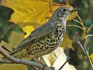 Дрізд-Книжник (букіністична крамниця)