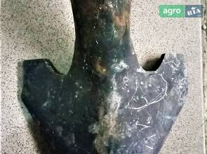 Лапа стрілчаста