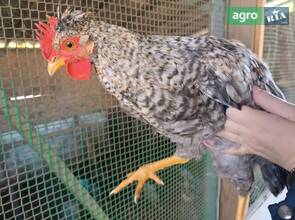 Півень породи Легбар