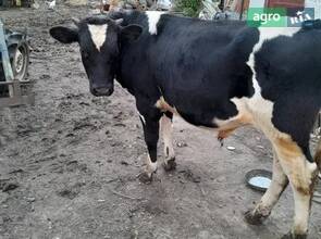 Теля віком один рік.