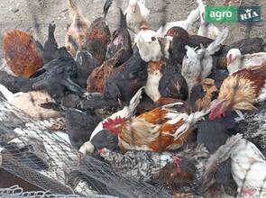 Курки несучки віком 10 місяців.