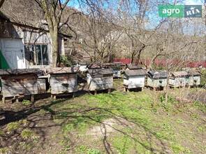 Бджолосім'ї. Бджола карпатська