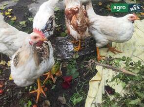 Курчата молоді півні.