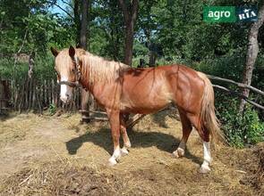Молода кобила 4.5 роки.