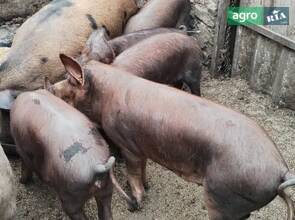  Поросята разного возраста