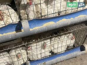 Бройлер кобб 500 жива вага