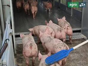 поросята 10-12кг