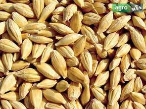 ячмінь. 10т. можна і в роздріб.