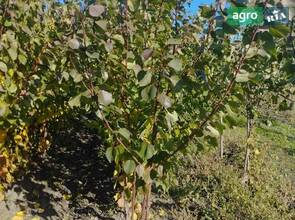 саженцы абрикоса Фаралия и Сирена