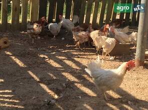 кури несучки